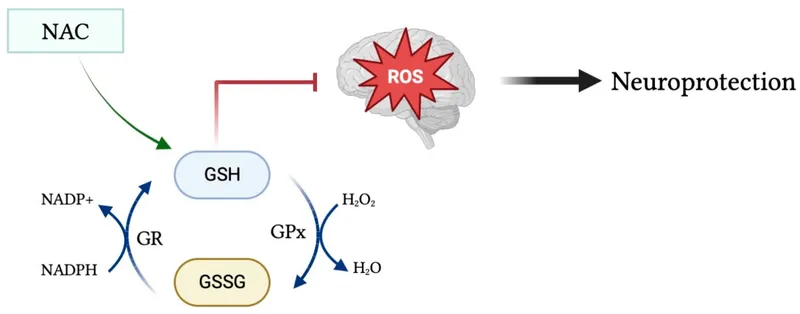 Glutathione antioxidant pathway diagram