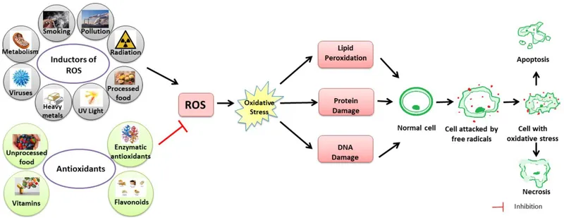 Oxidative Stress, ROS, and Antioxidant Defense