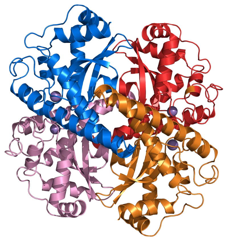 SOD isoenzymes and superoxide dismutation reaction