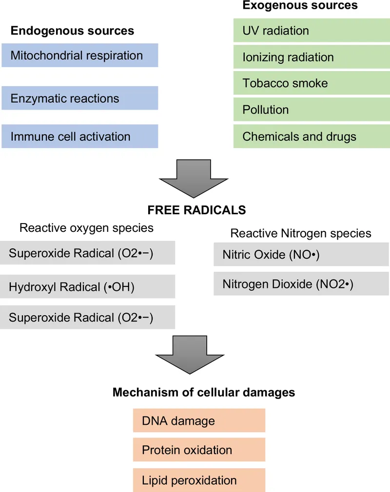 Free Radical Sources and Cellular Damage