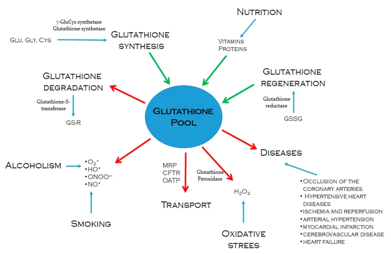 Glutathione Pool: Synthesis, Degradation, and Influences
