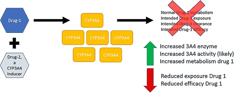 CYP450 enzyme induction and inhibition