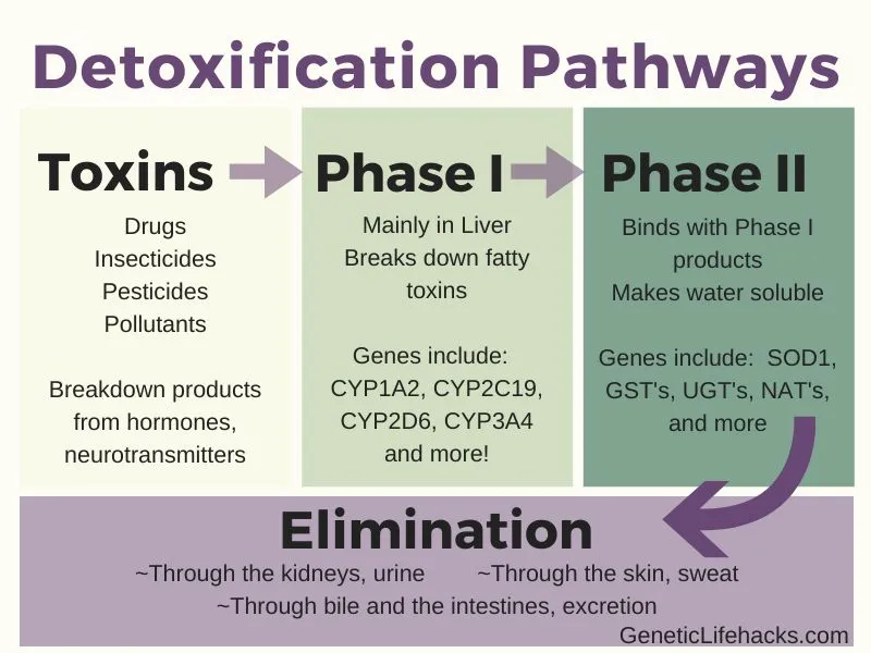 Detoxification Pathways: Phase I, II, and Elimination