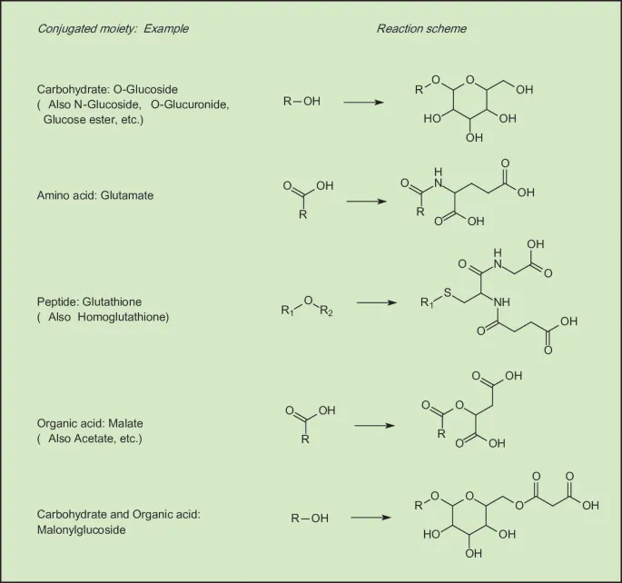 Phase II Conjugation Reactions with Examples