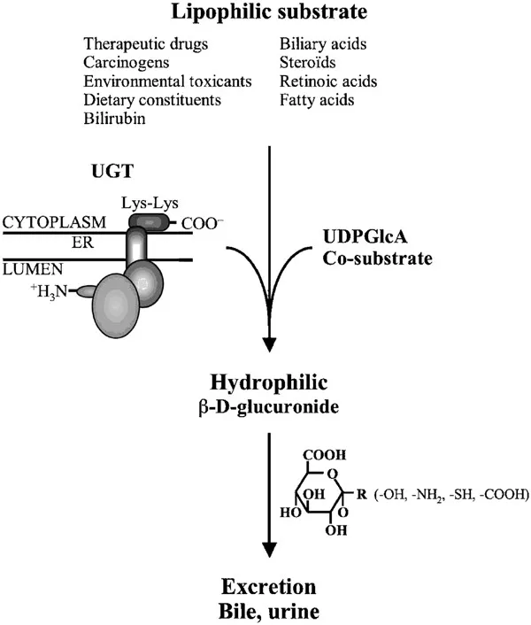 Glucuronidation reaction pathway