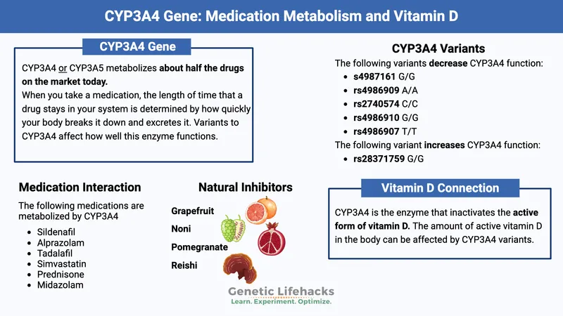 CYP3A4 Gene: Metabolism, Variants, and Interactions