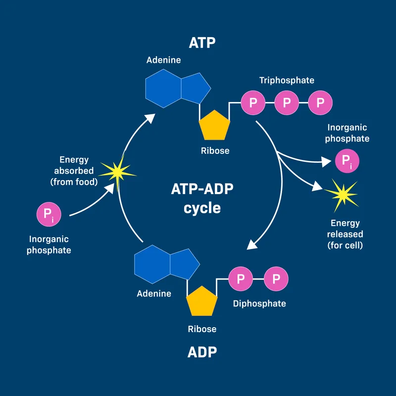 ATP-ADP cycle diagram