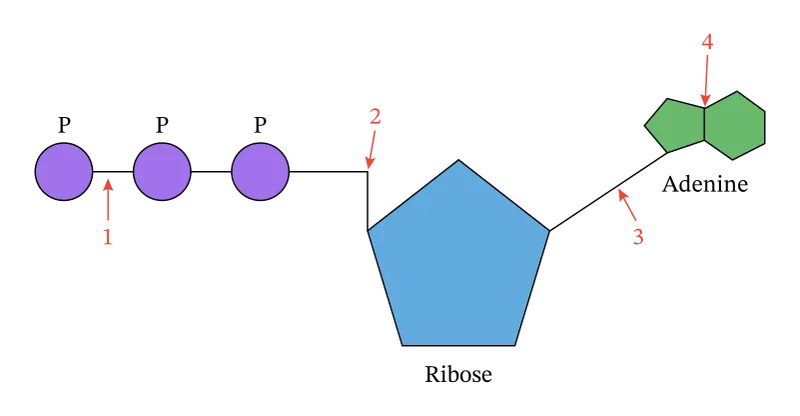 ATP molecule structure with high-energy bonds