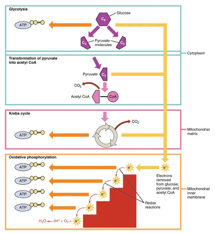 Glucose breakdown and ATP production