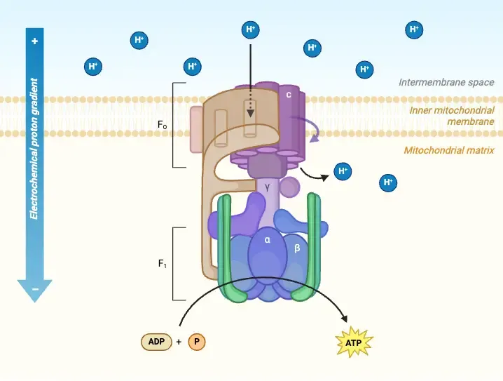 ATP synthase structure, proton flow, and ATP synthesis
