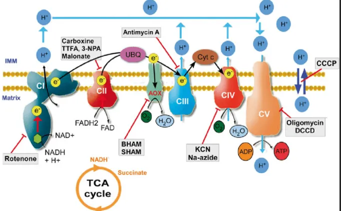 ETC inhibitors and uncouplers