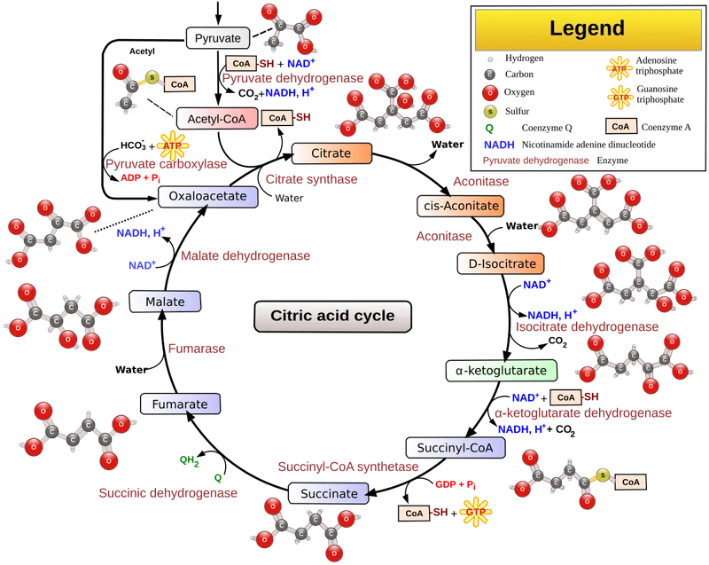 Citric Acid Cycle Diagram