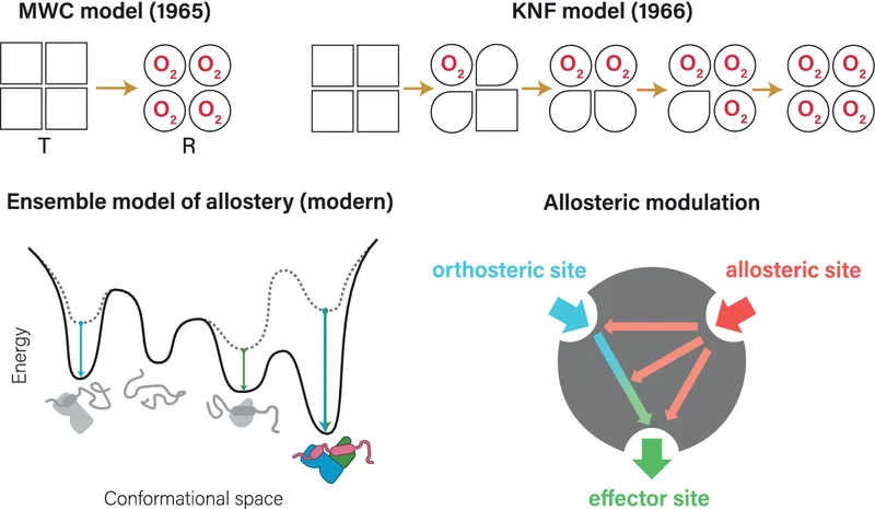 Models of Allostery and Allosteric Modulation