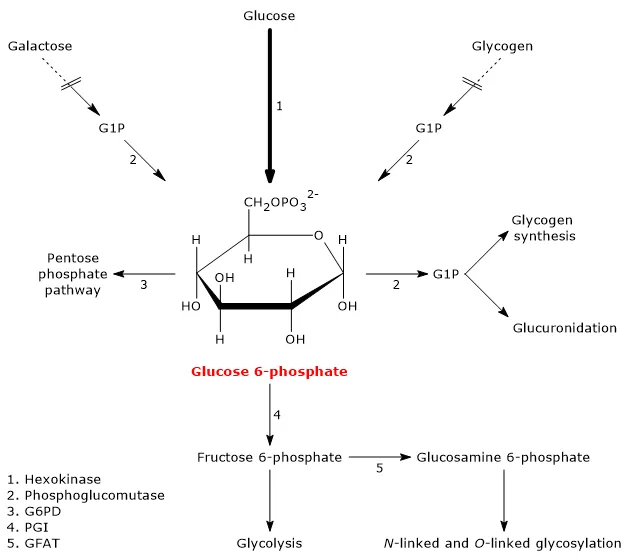 Table Comparing Enzyme Classes 5 and 6