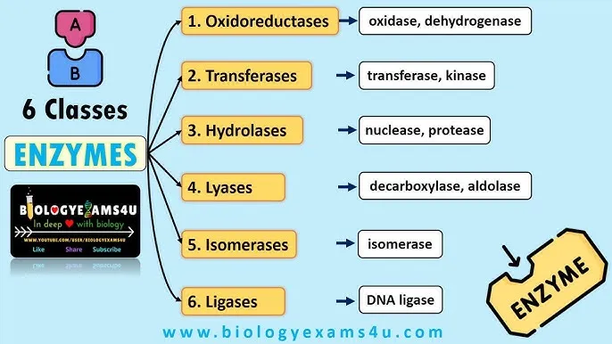 6 Classes of Enzymes and Examples