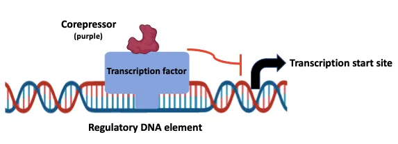 Enzyme Repression Mechanism