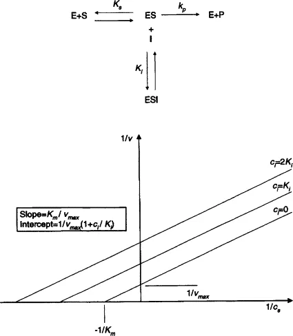 Lineweaver-Burk Plot