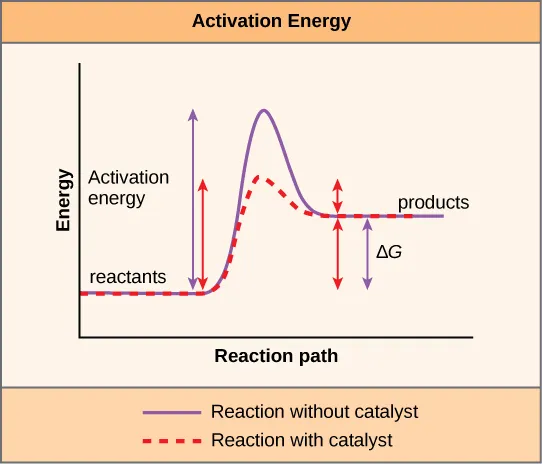 Activation energy diagram: catalyzed vs uncatalyzed