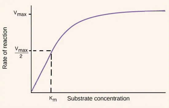 Michaelis-Menten curve with Vmax, 1/2 Vmax, and Km