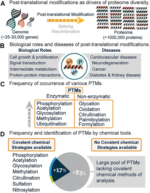Overview of Post-Translational Modifications (PTMs)