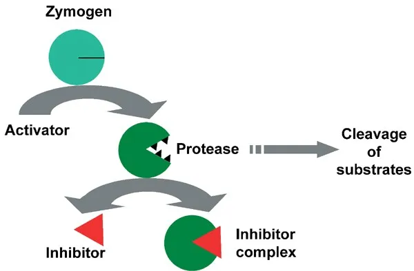 Protease activation and inhibition diagram