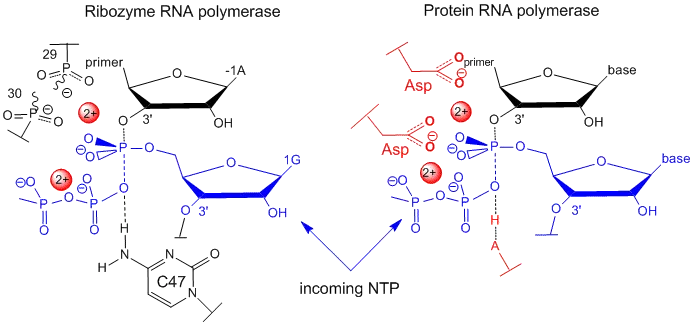 Ribozyme active site with metal ion catalysis