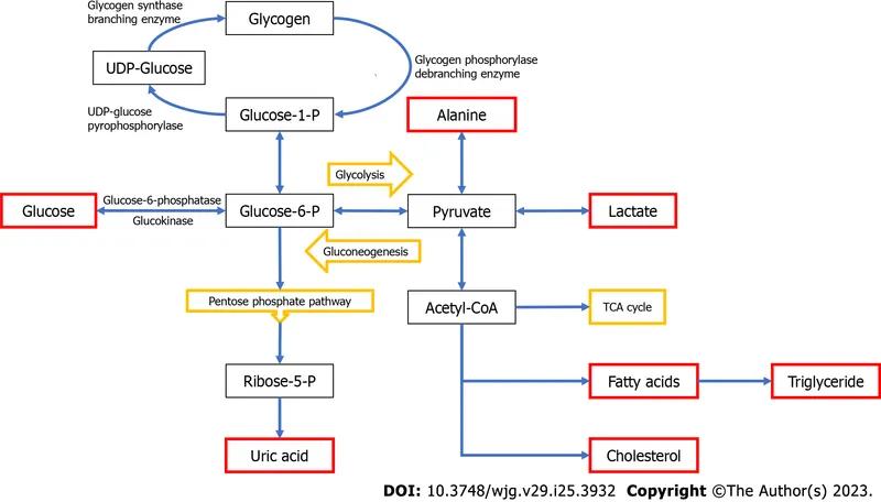 Glucose-6-phosphatase deficiency metabolic pathways