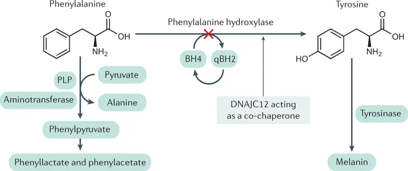 Phenylketonuria biochemical pathway and enzyme defect