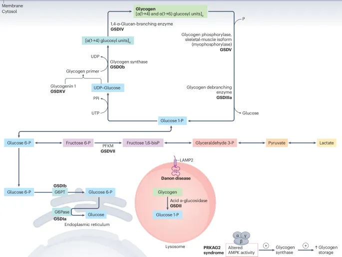 Glycogen Metabolism and Glycogen Storage Diseases