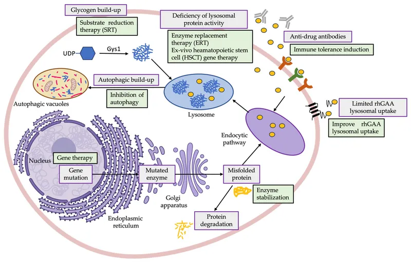 Pompe disease: Pathophysiology and therapies