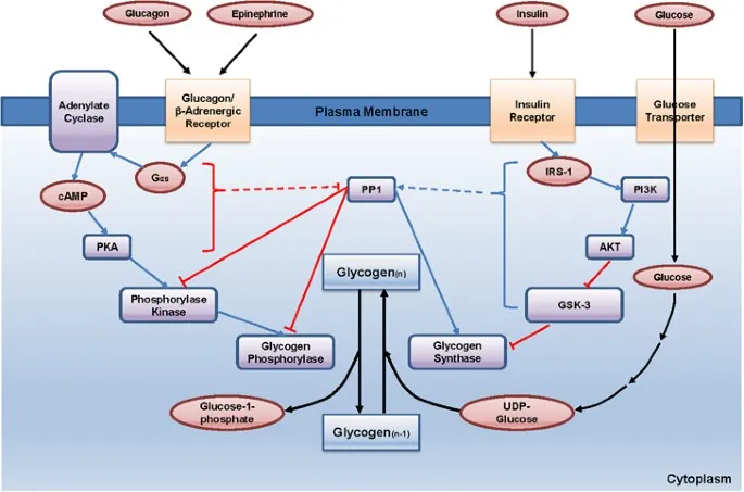 Glycogenolysis pathway & regulation