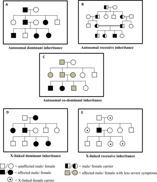 Pedigree charts: Autosomal, X-linked inheritance patterns