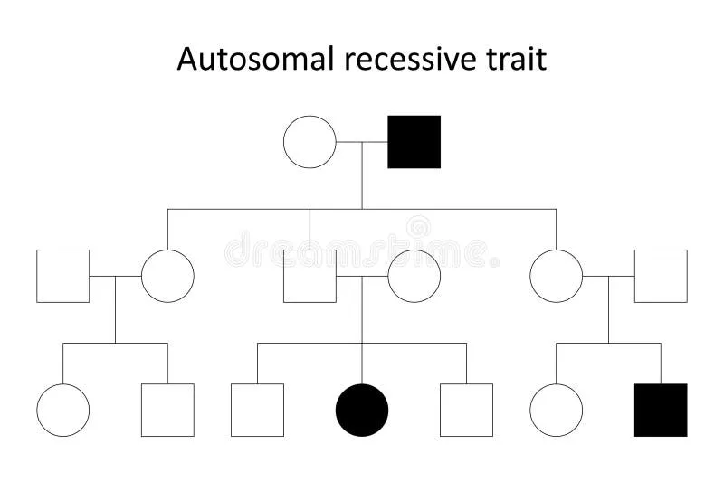 Pedigree chart: Autosomal recessive inheritance
