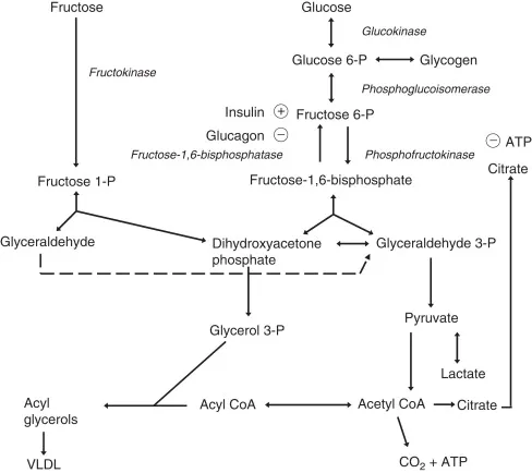 Fructose metabolism and its entry into glycolysis