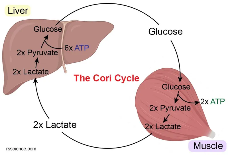 Cori Cycle: Lactate Recycling between Muscle and Liver