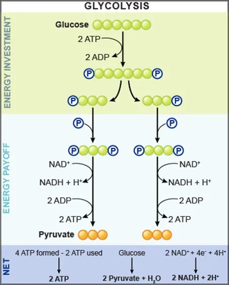 Glycolysis: Energy Investment, Payoff, and Net Yield