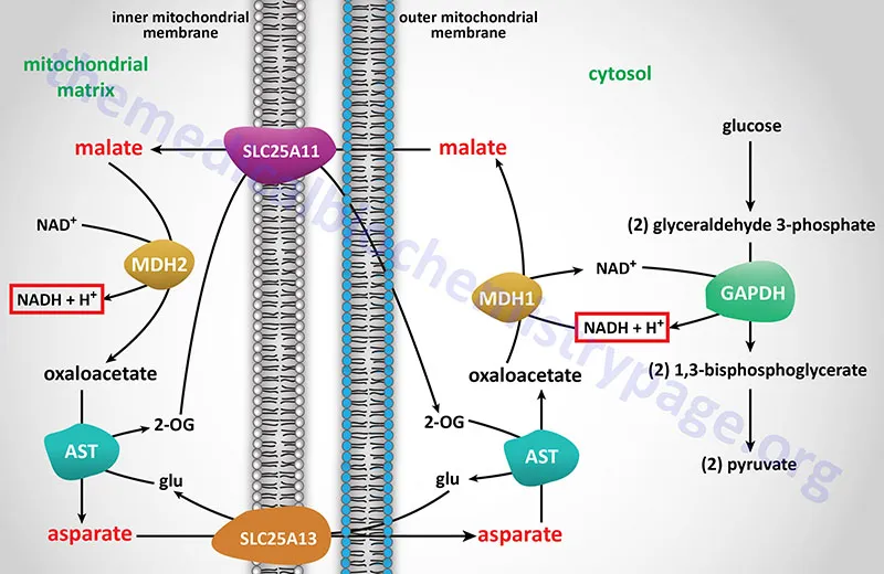 Malate-Aspartate Shuttle and Glycolysis Link