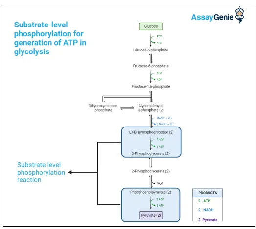 Glycolysis: Substrate-level phosphorylation & ATP yield