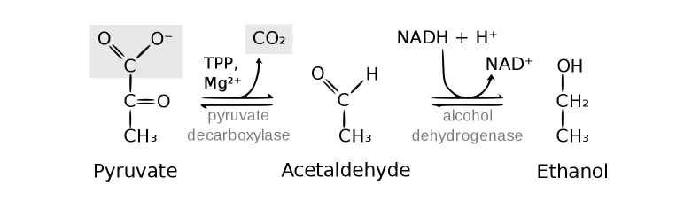 Alcohol fermentation from pyruvate to ethanol