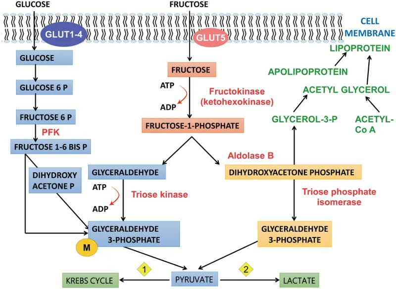 Fructose metabolism and its connection to glycolysis