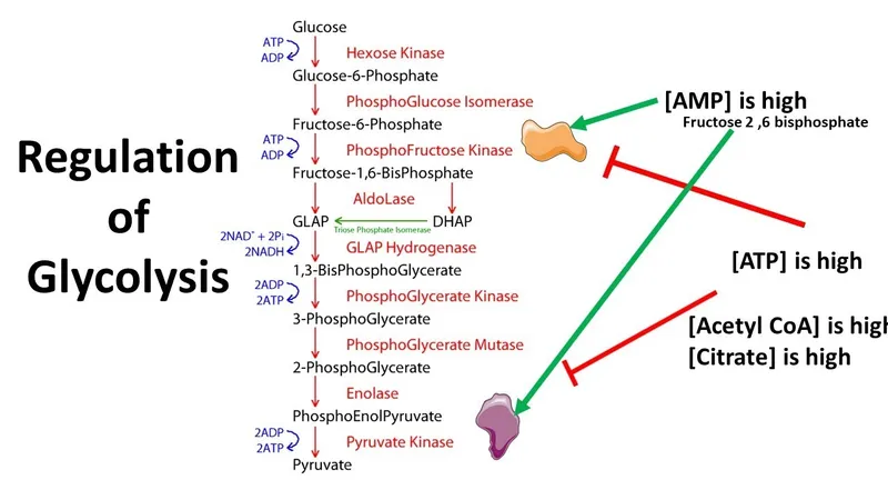 Regulation of Glycolysis Pathway