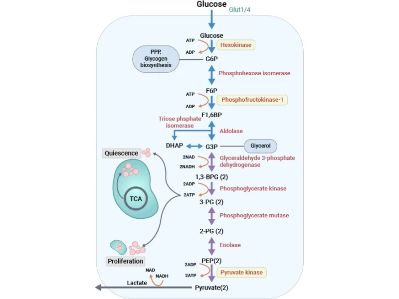 Glycolysis pathway with enzymes and products