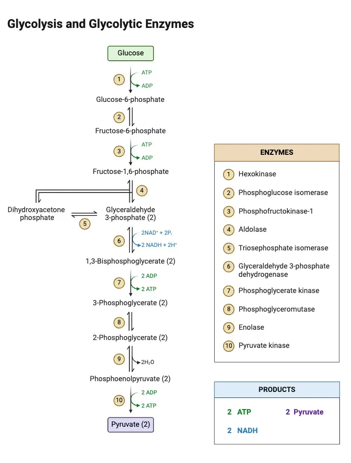 Glycolysis Pathway with Enzymes and Products