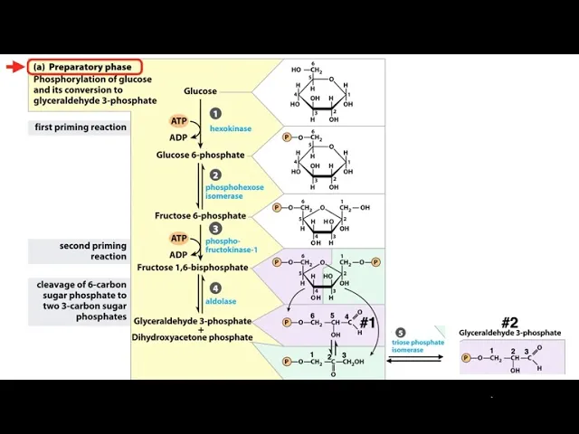 Glycolysis Preparatory Phase Reactions
