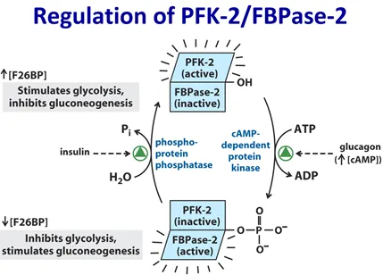 Regulation of PFK-2/FBPase-2 by phosphorylation