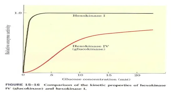 Hexokinase and Glucokinase Kinetics