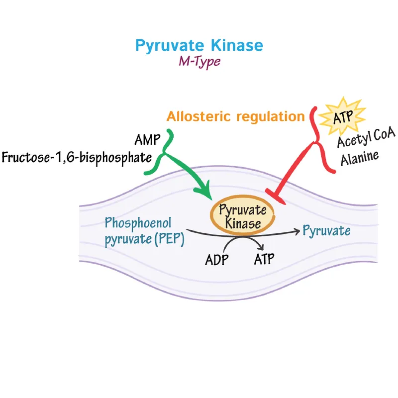 Pyruvate Kinase: Allosteric Regulation