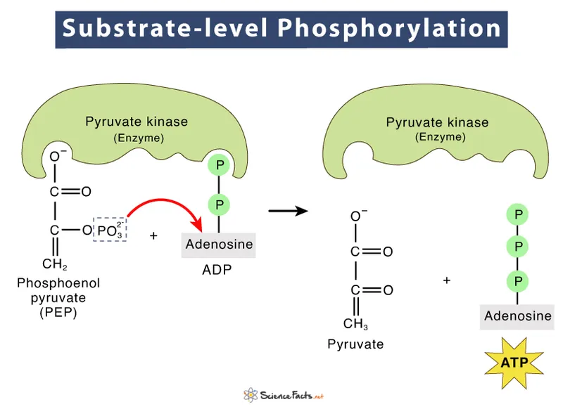 Substrate-level phosphorylation by pyruvate kinase