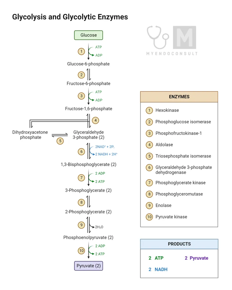 Glycolysis pathway with substrate-level phosphorylation