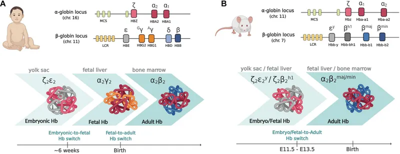 Human and mouse globin gene clusters and Hb switching
